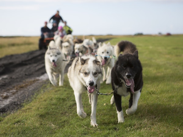 Dogsledding Iceland 
