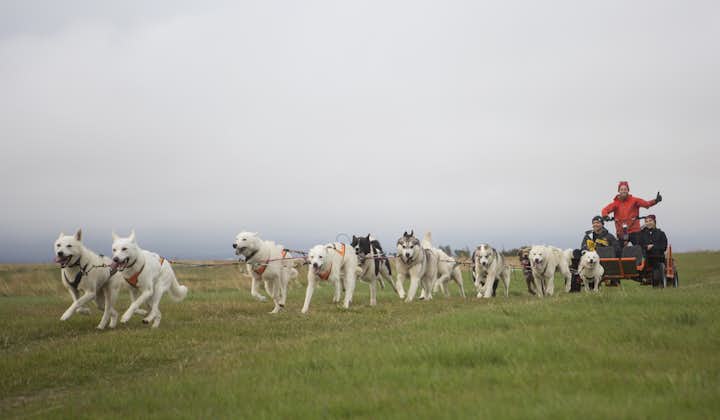 Discover Iceland's beautiful nature on a dog sledding tour.