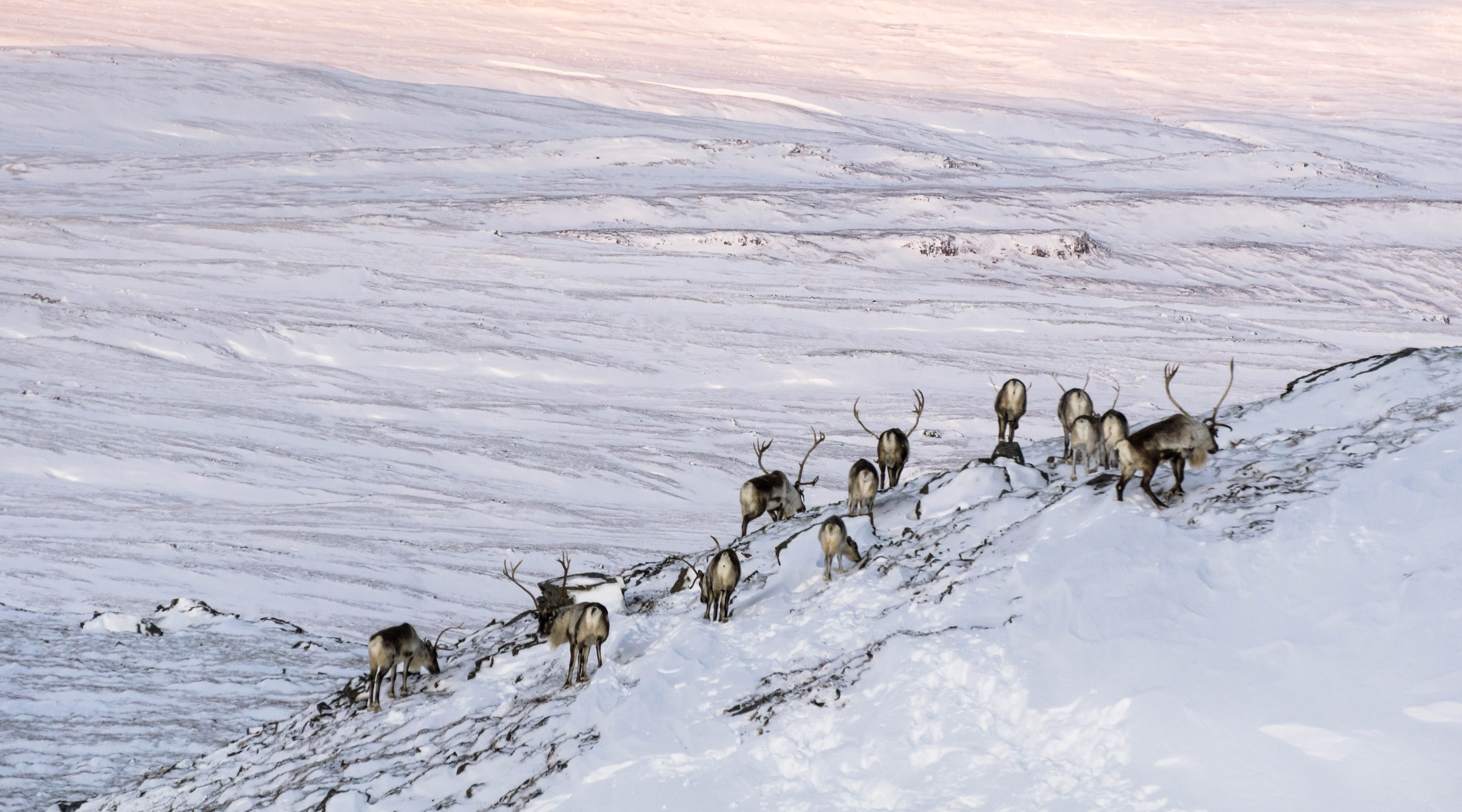 Wild Reindeer Experience in East Iceland | Day Tour