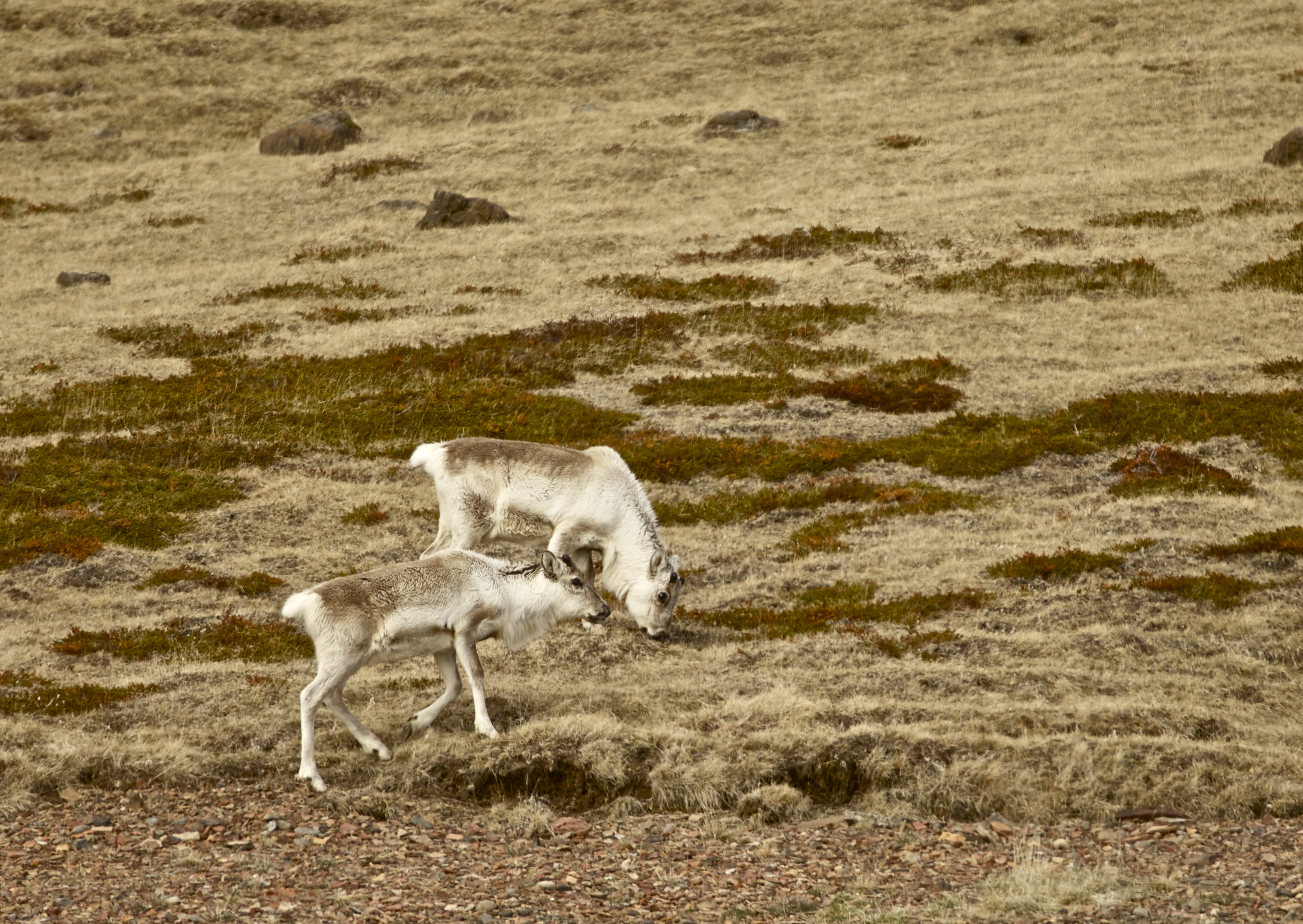 Wild Reindeer Experience in East Iceland | Day Tour | Gui...