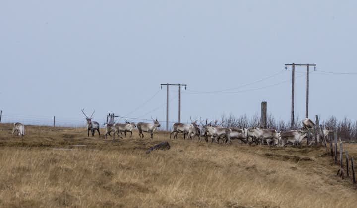 In the East of Iceland, you can spot wild reindeer roaming the countryside.