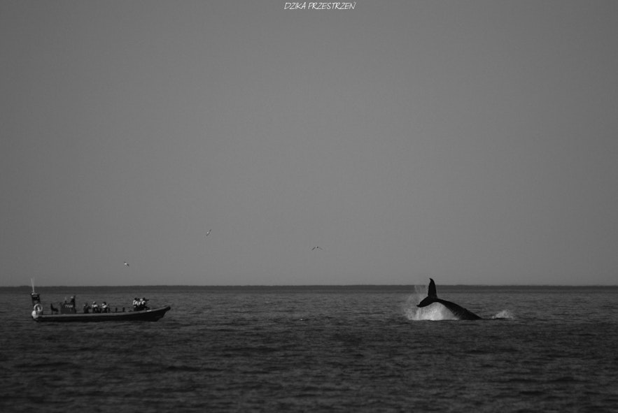 Een walvis zwaait naar zijn publiek