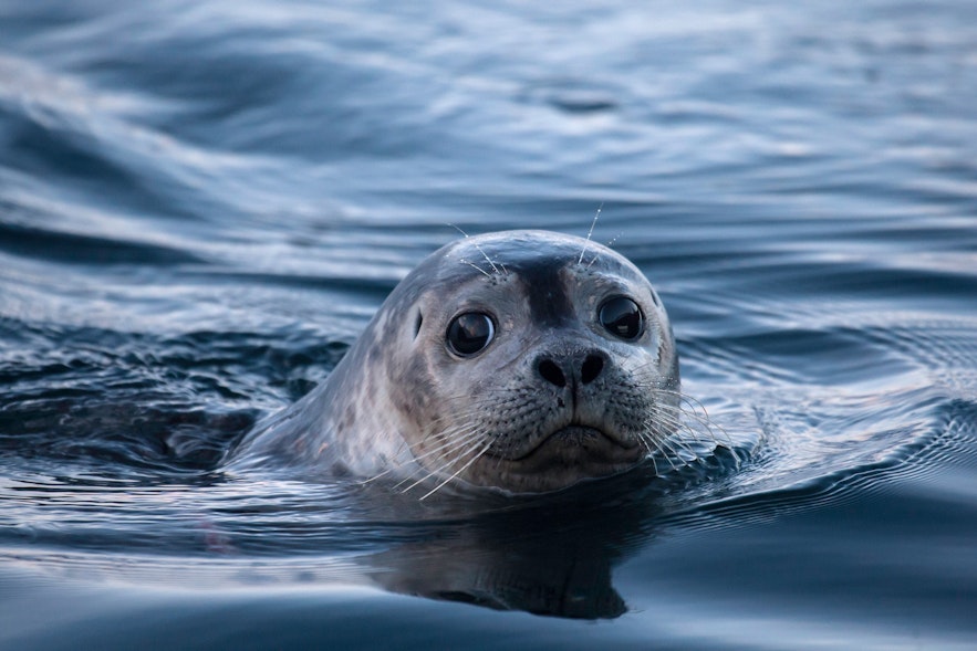 冰岛的海豹可能在皮划艇之旅中出现