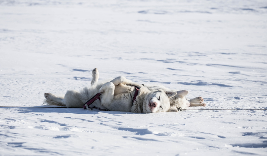 冰島雪橇犬旅行團