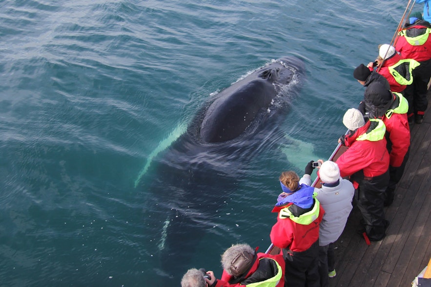 クジラとの奇跡の出会いが楽しめるホエールウオッチングツアー