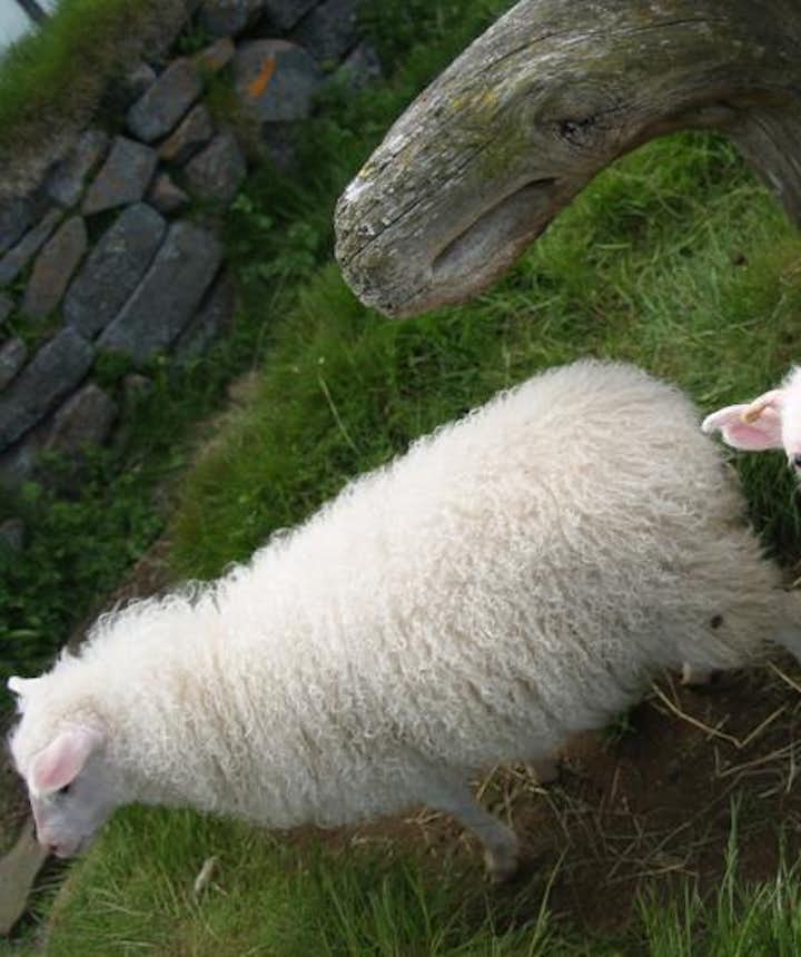 春に生まれた仔羊