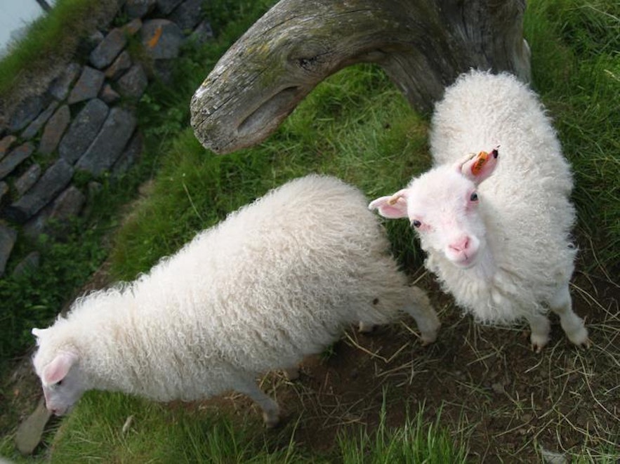 Isländska lamm strövar fritt på landsbygden