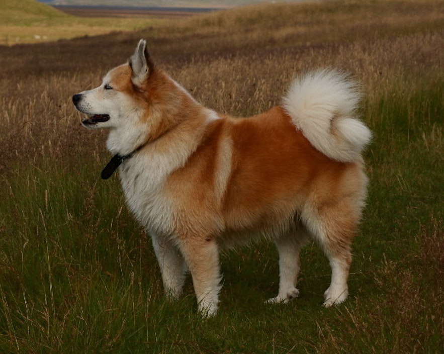 Ein Islandhund. Foto von Árni Einarsson