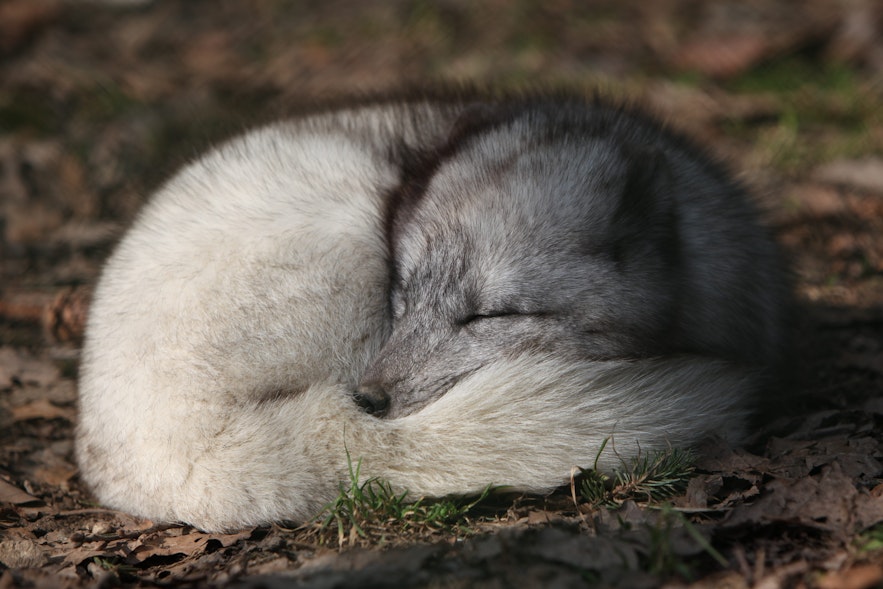 Arctic fox curling up