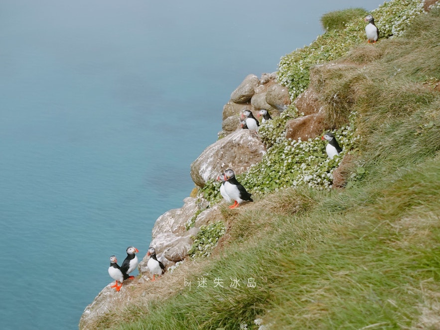 海鹦大多聚集在悬崖上，看puffin要注意安全
