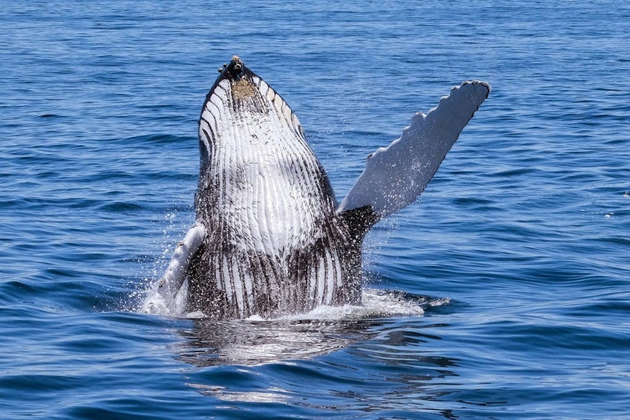 ザトウクジラはアイスランドの海で見られるクジラの一種