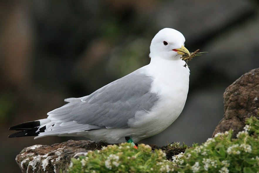 A Northern Fulmar, one of the most common birds in Iceland, particularly in winter.