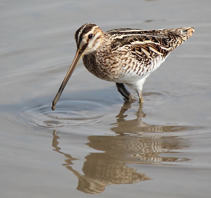 Snipes are wading birds and thus prefer Iceland's wetlands.