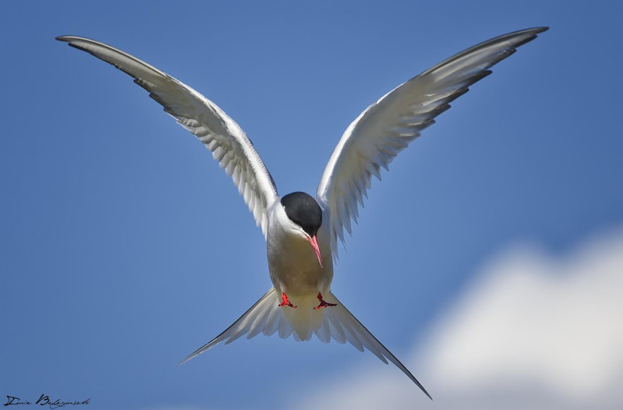 Arctic Tern swooping through the sky in Iceland