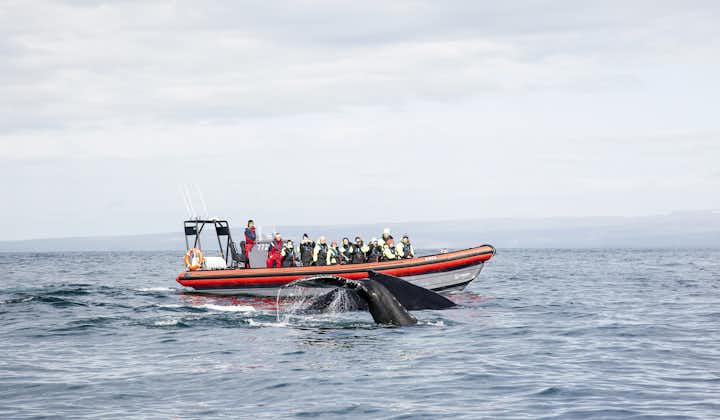A group of travelers observing a whale off the coast of Husavik in North Iceland.