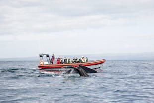 A group of travelers observing a whale off the coast of Husavik in North Iceland.