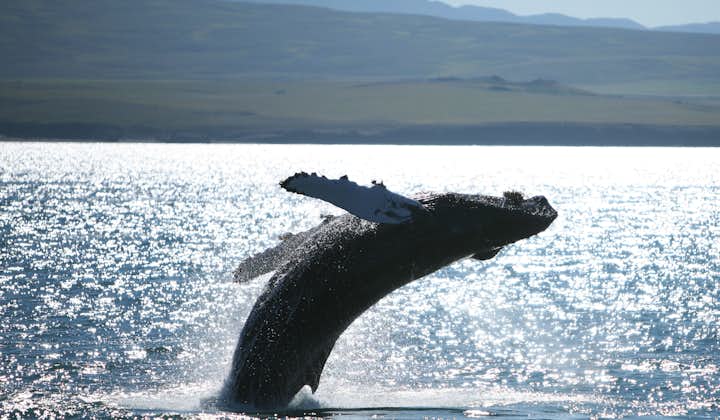 Exciting 2 Hour Boat Tour from Husavik with Whale and Puffin Watching