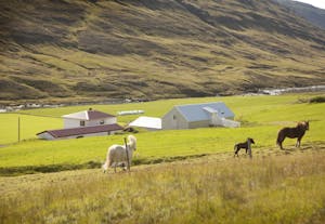 An Icelandic horse and a foal running around a field in East Iceland.