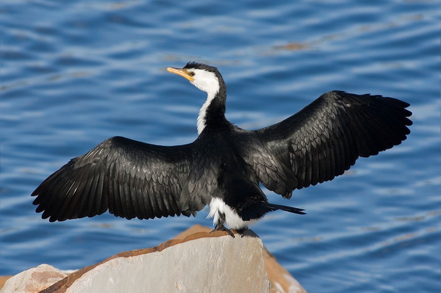 The cormorant is one of the seabirds that inhabit the waters around Iceland