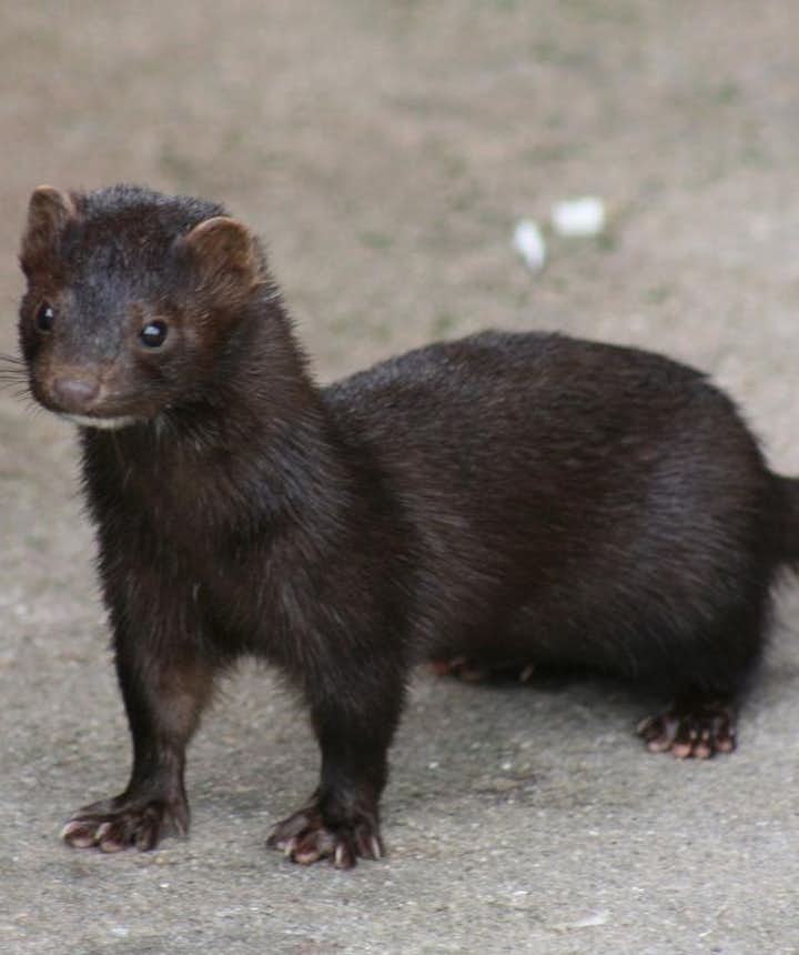 The mink was introduced to Iceland in 1931 and is officially recognised today as a pest because it threatens natural flora and fauna.