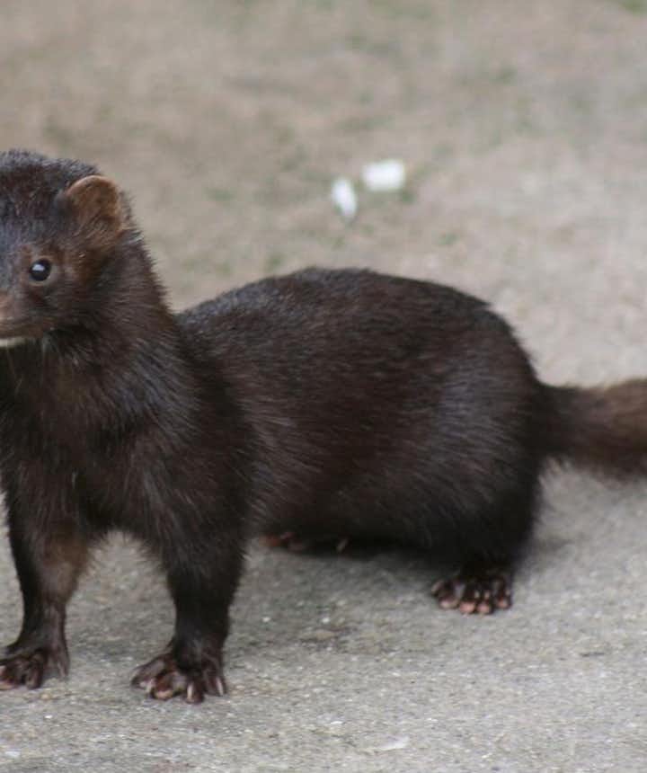 The mink was introduced to Iceland in 1931 and is officially recognised today as a pest because it threatens natural flora and fauna.