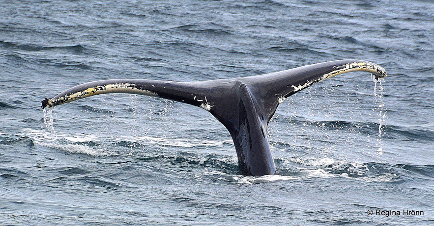Whale watching in Iceland