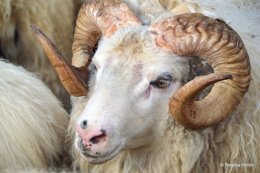 Icelandic sheep in Iceland