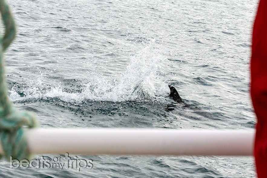 El chapuzón de este delfín de pico blanco casi nos salpica!