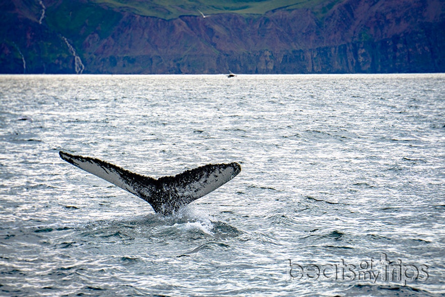 Una cola de ballena jorobada dejando un barco entero mudo