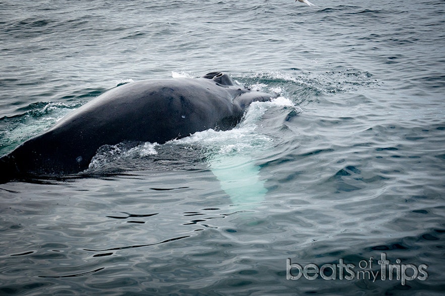 Las ballenas pasaron tan cerca de nuestro barco que pudimos verlas enteras y verdaderas