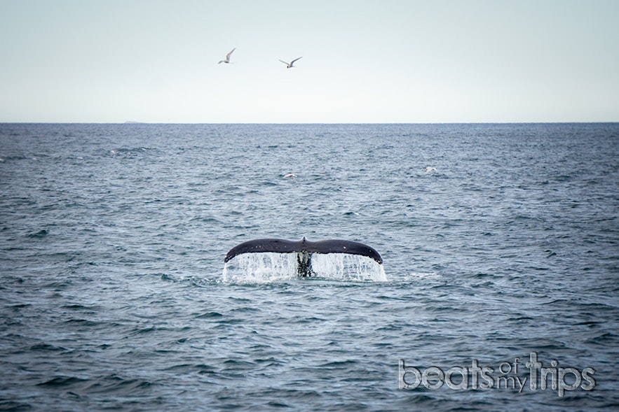 Una ballena Jorobada surmergiendose en las aguas de la bahía Skjálfandi buscando su merienda