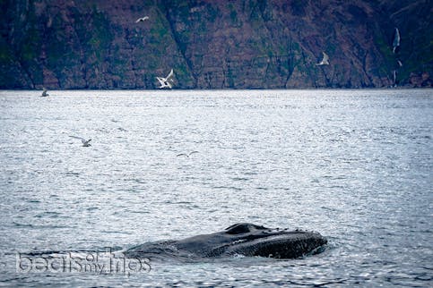 El día que una ballena me guiñó un ojo en Húsavík, Islandia