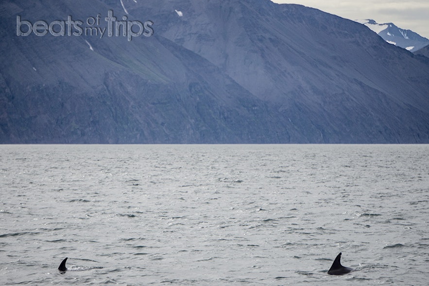 Delfines de pico blanco danzando por el mar de Groenlandia