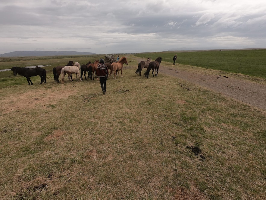 Große Weide auf einer isländischen Pferdefarm.
