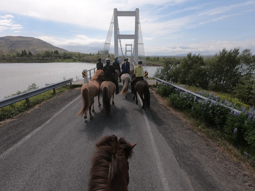 Überquerung der Brücke mit einer Gruppe von Reitern auf Islandpferden.