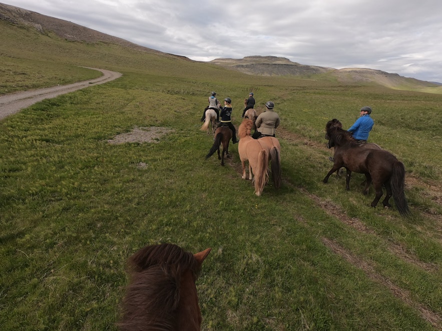 Reiter auf Islandpferden in isländischer Natur.