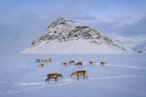 Vinterture og -pakker på Island