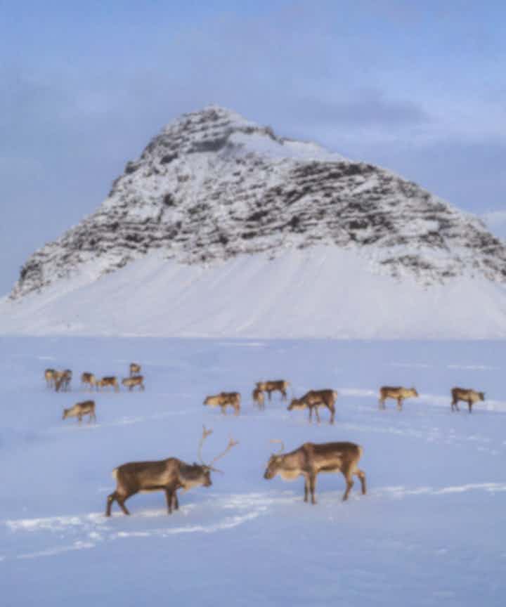 Winter Tours & Packages in Iceland