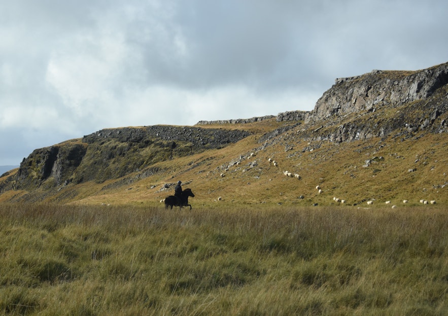 Islandpferd mit Reiter während dem Schafabtrieb.