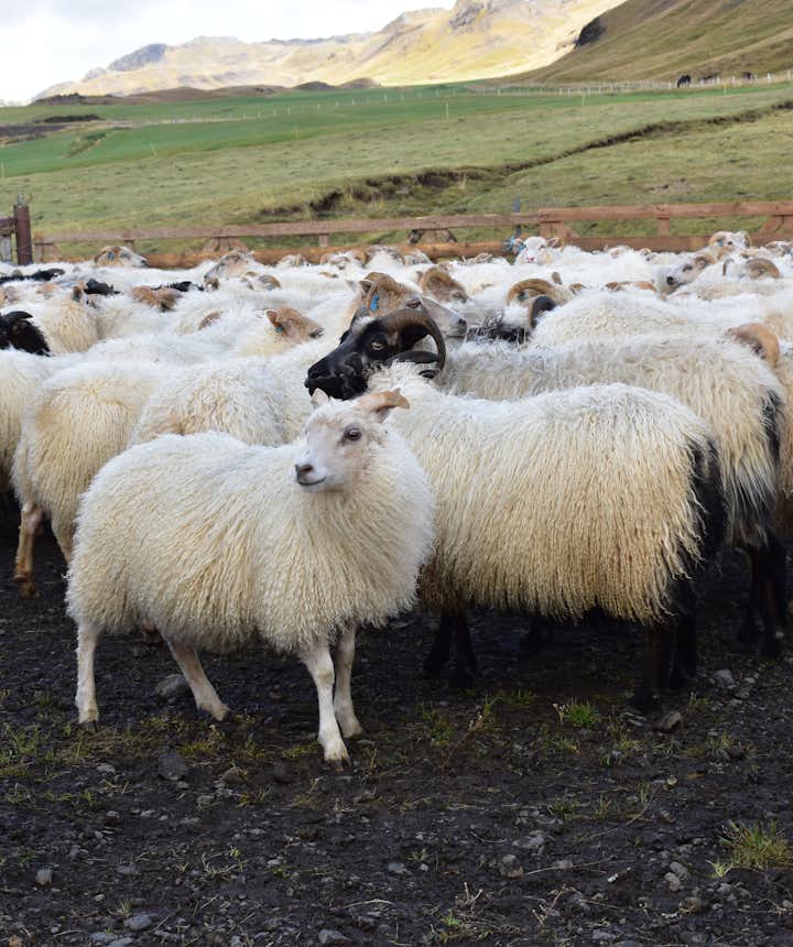 Schafe und Lämmer nach dem Abtrieb im Hochland auf Island.