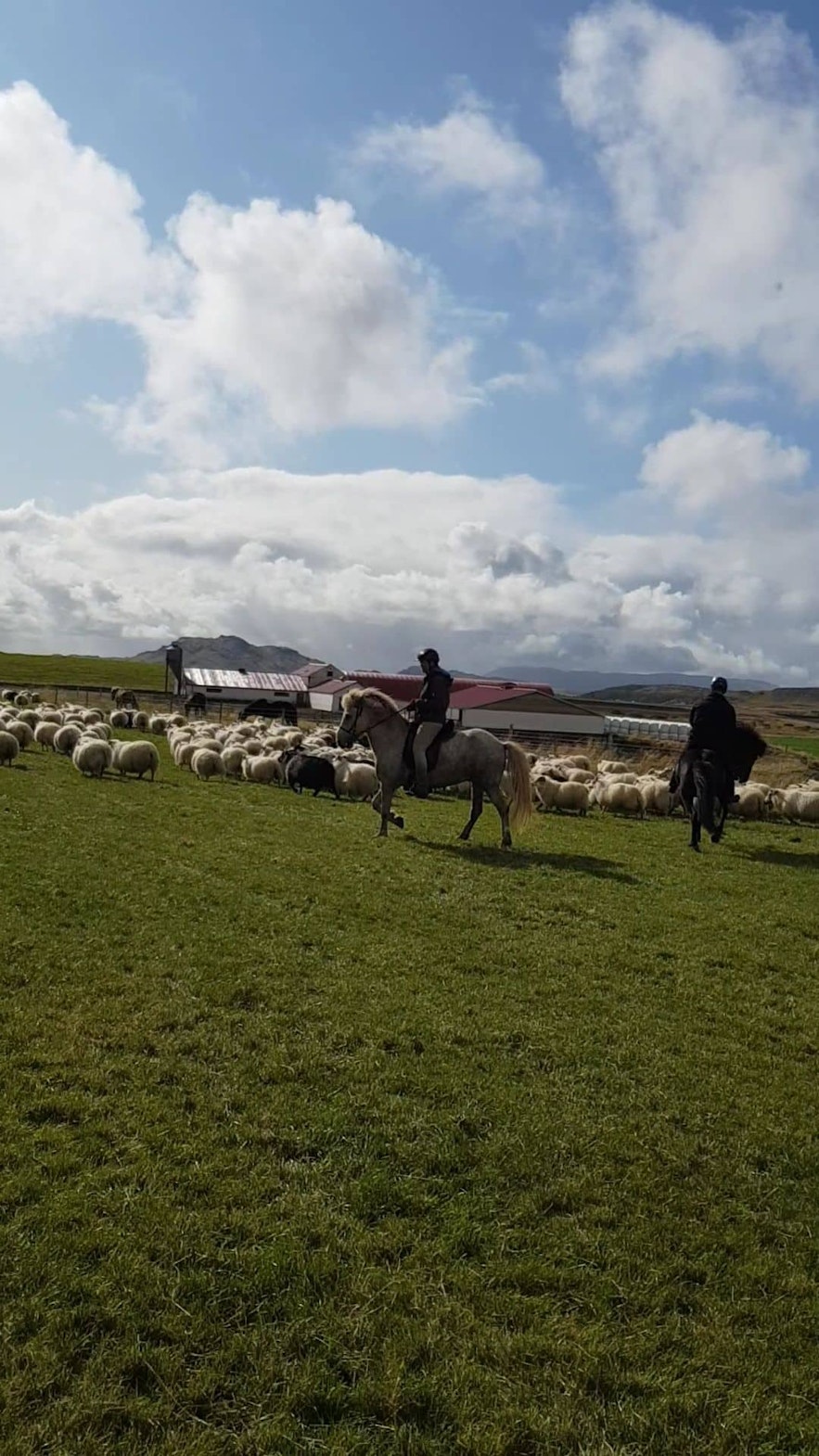 Reiter treiben die isländischen Schafe in Richtung Farm. 