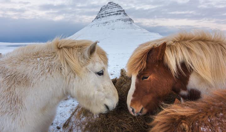  Kirkjufull ภูเขาทางตะวันตกของไอซ์แลนด์ในฤดูหนาวกับม้าไอซ์แลนด์