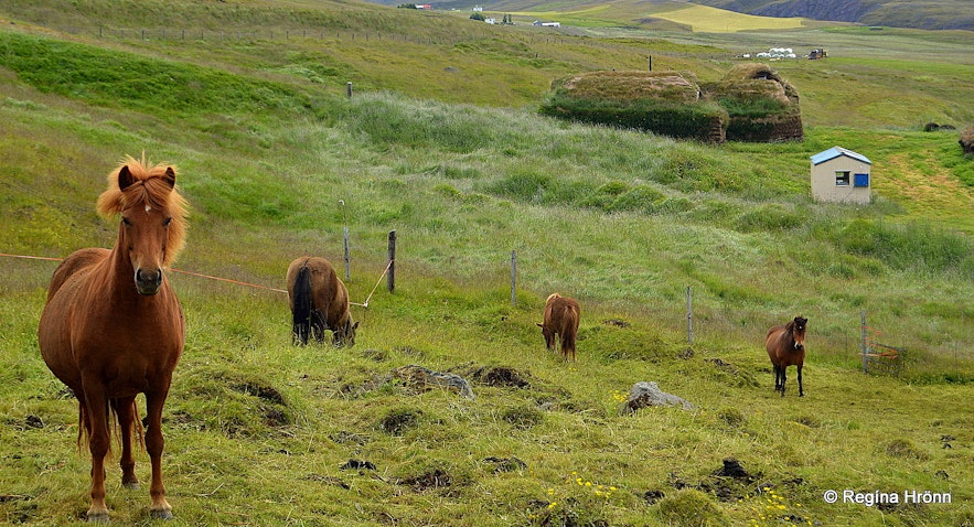 Horses at Tyrfingsstaðir