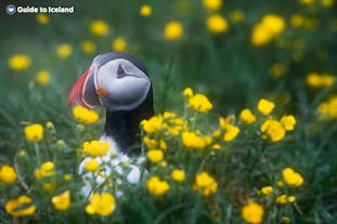 An Icelandic puffin pops its head out of a field of flowers.