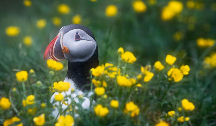 An Icelandic puffin pops its head out of a field of flowers.