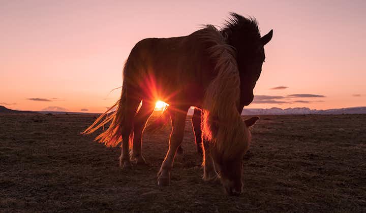 Dwa islandzkie konie pasące się o zmierzchu.