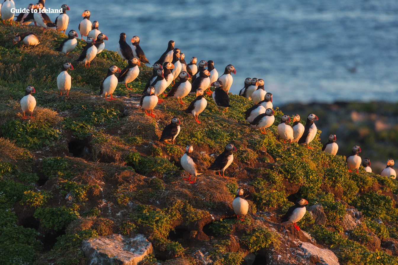 A colony of puffins on the Westman Islands.