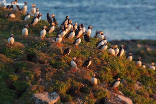 En koloni av lunnefåglar på Västmannaöarna.