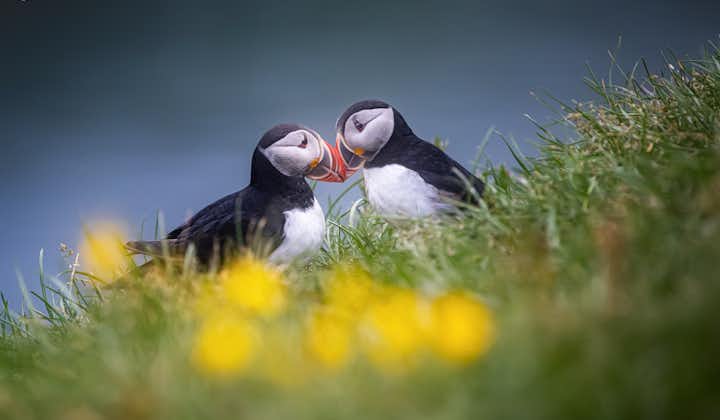 To lundefugler tar nebbene sammen på Island.