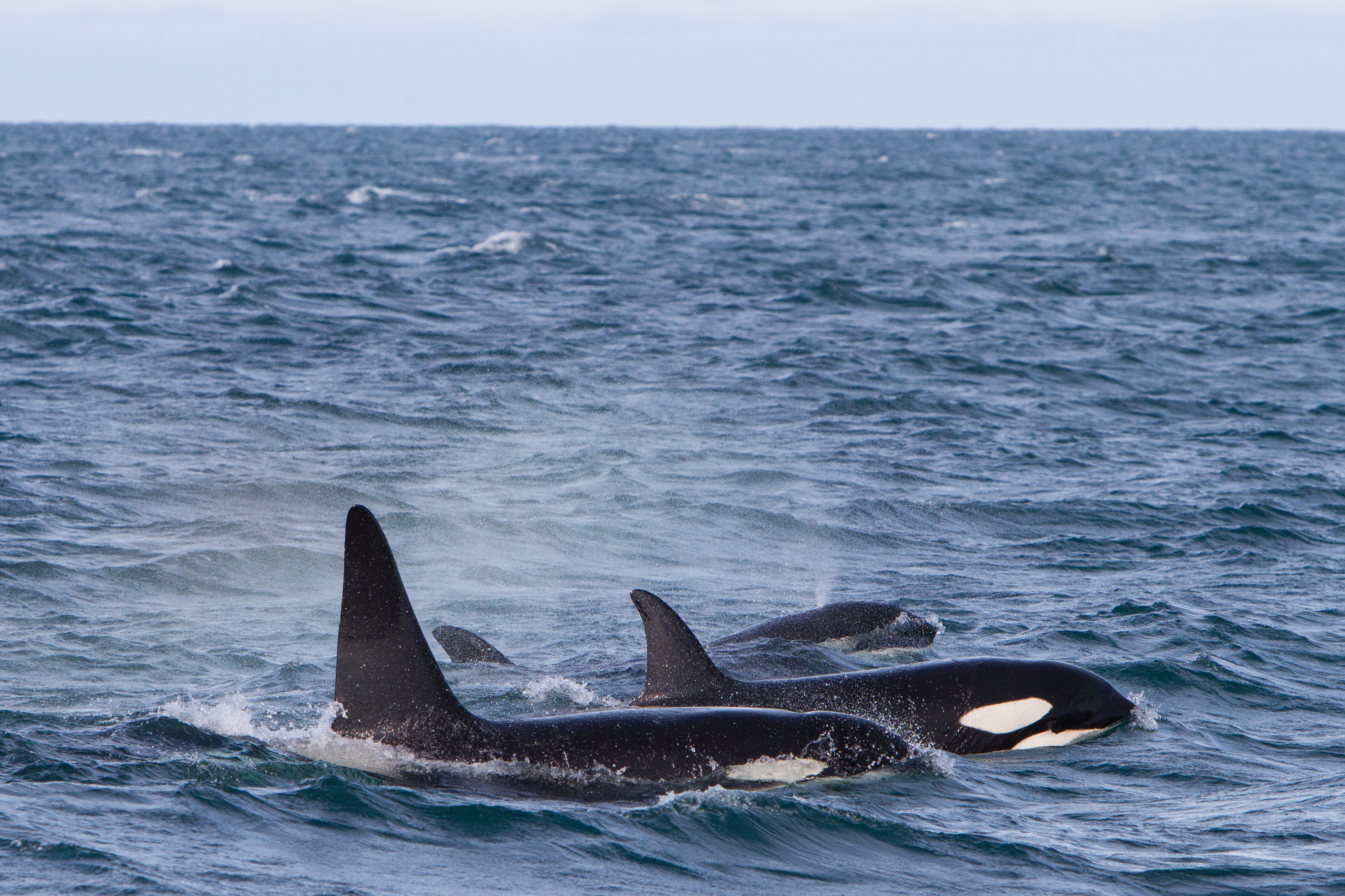 Whale Watching from Grundarfjörður in West Iceland | Guide to Iceland